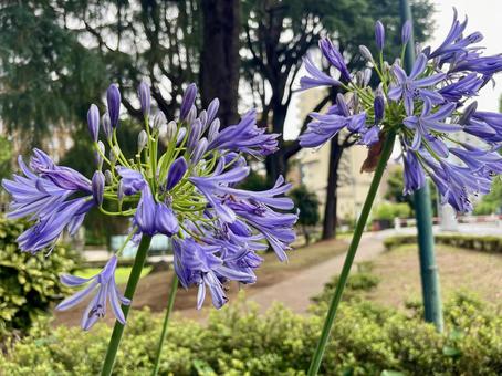 Agapanthus, JPG