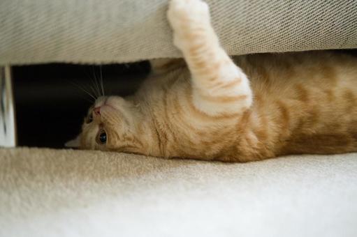 Brown tabby cat, JPG