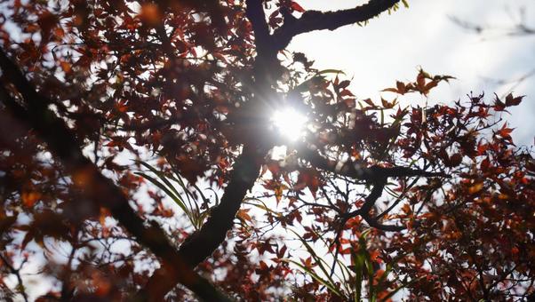 Photo, japanese autumn leaves, autumn leaves, japan, 