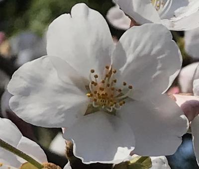 桜 桜の写真