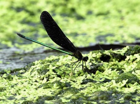 水辺にとまるハグロトンボ 水辺にとまるハグロトンボの写真