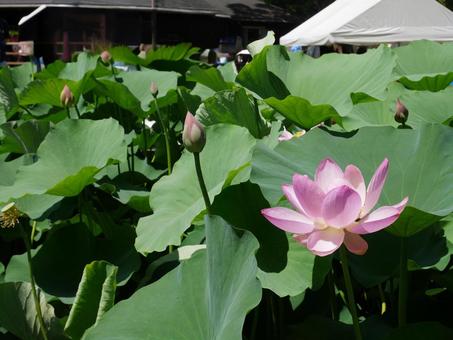 大賀ハス 大賀ハス,古代ハス,ピンクの写真素材