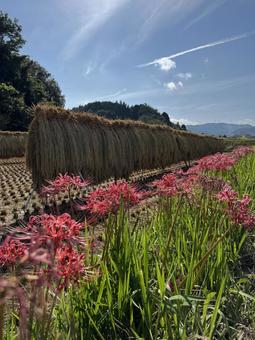 彼岸花と天日干しの稲 彼岸花と天日干しの稲 田んぼ,秋,風景の写真素材