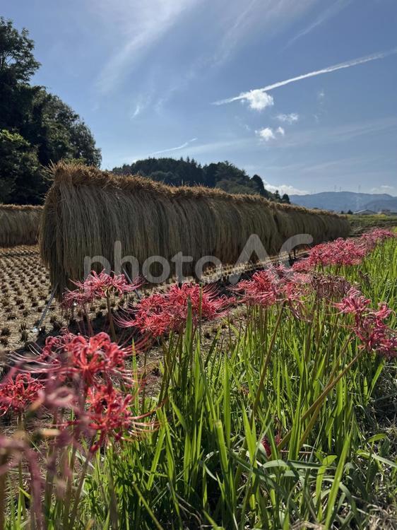 彼岸花と天日干しの稲 田んぼ,秋,風景の写真素材