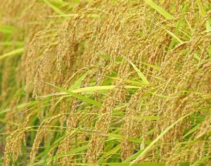 収穫直前のお米　垂れる稲穂 (1)の写真
