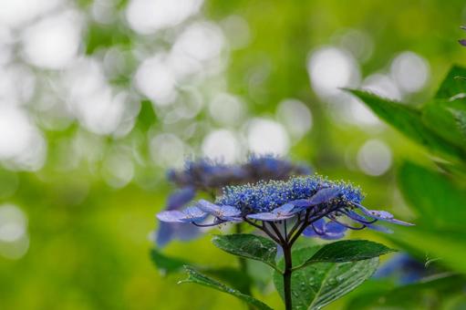 Hydrangea(96), JPG Hydrangea(96), JPG