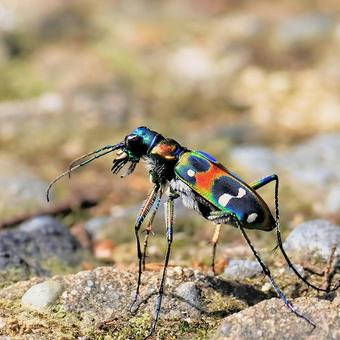 Photo, tiger beetle, namihanmyo, mitsubura, 