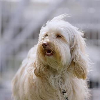 Photo, dog, labradoodle, popularity, 