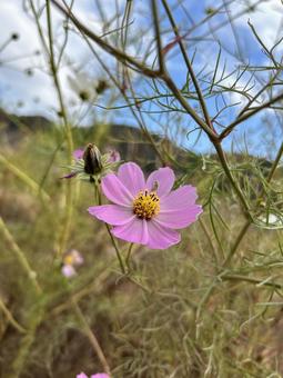 Coreopsis, JPG