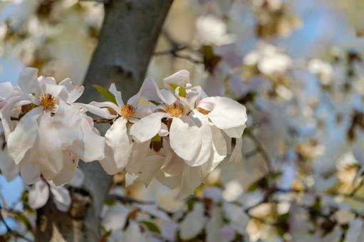 白いコブシの花と春の陽光 白いコブシの花と春の陽光 コブシ,花,白の写真素材