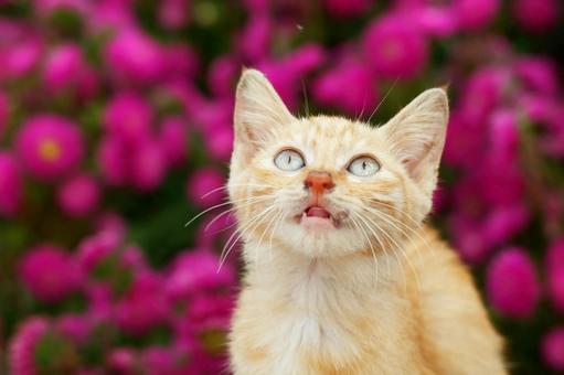 ペットの猫 ペットの猫 猫,にゃんこ,ペットの写真素材