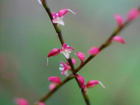 水引草・ミズヒキソウ 水引草・ミズヒキソウの写真