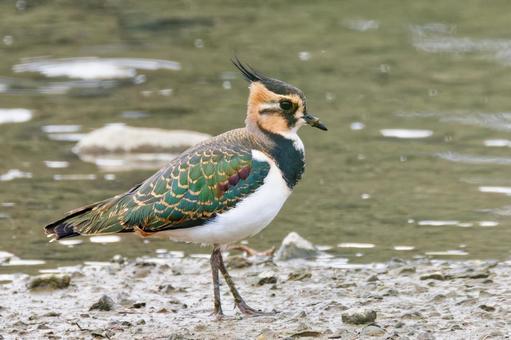 水辺のタゲリ幼鳥 タゲリ,田計里,冬の貴婦人の写真素材