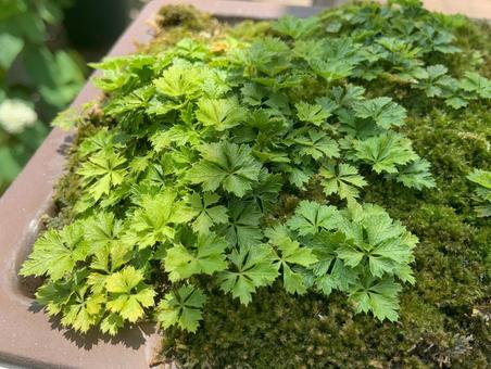 バイカオウレン バイカオウレン 植物,草木,緑の写真素材