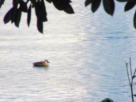 池のカモの写真