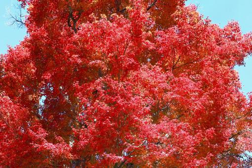 鮮やかな紅葉 鮮やかな紅葉の写真
