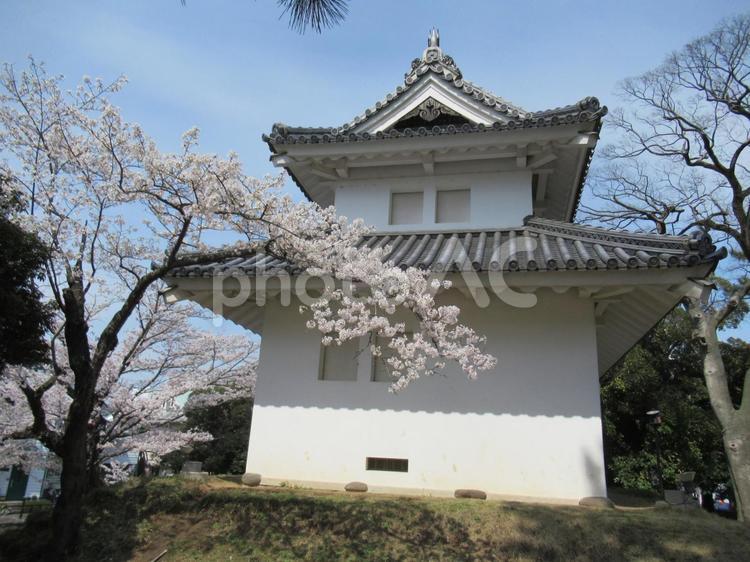 亀城公園（土浦城）の桜 亀城公園,土浦城,桜の写真素材