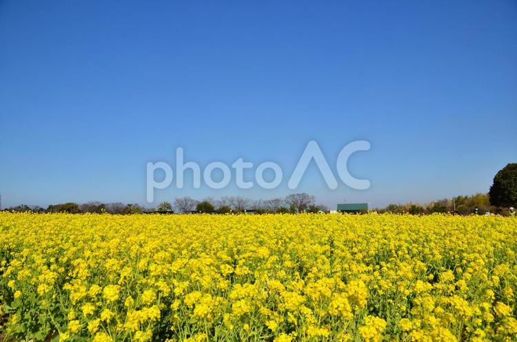 菜の花6 菜の花,アブラナ,キガラシの写真素材