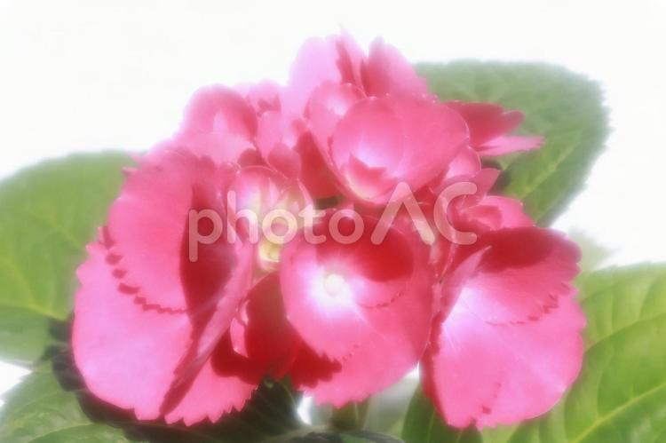 あじさいの花ソフトフォーカス あじさい,アジサイ,パステルの写真素材