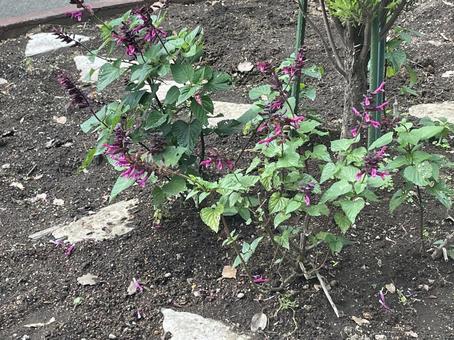 Photo, salvia, purple, flower, 