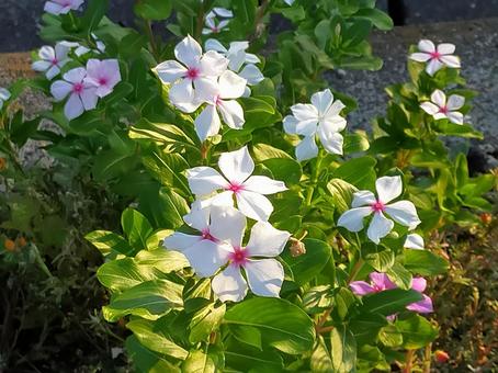 ニチニチソウ ニチニチソウの写真