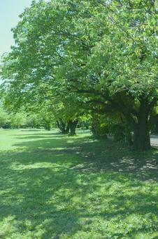 緑の公園 木,公園,森の写真素材