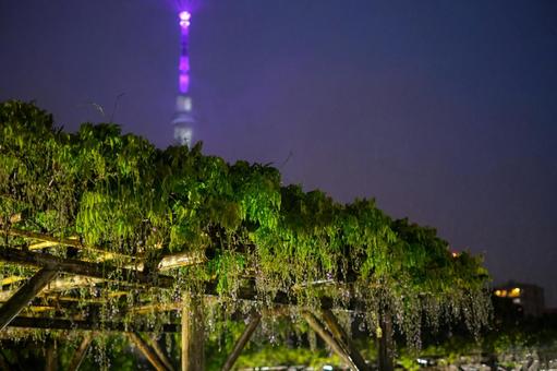 亀戸天神社の藤の花 ライトアップ 亀戸天神社の藤の花 ライトアップの写真