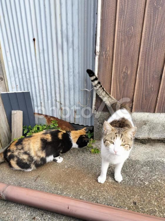 路地裏の猫達 猫,野良猫,三毛猫の写真素材