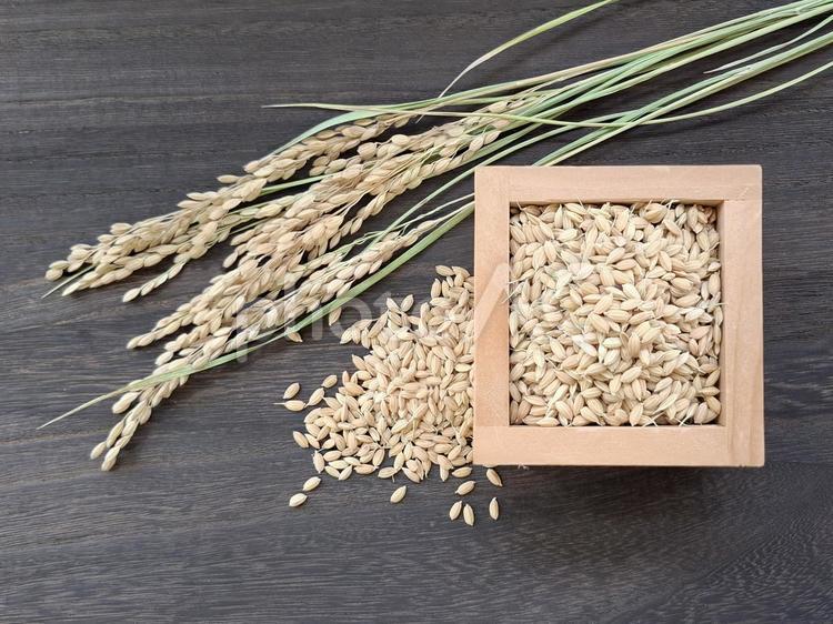 稲穂と籾_焦茶木目バック_6 秋,秋の味覚,米の写真素材