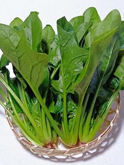 ホウレンソウ ホウレンソウ,野菜,葉物の写真素材