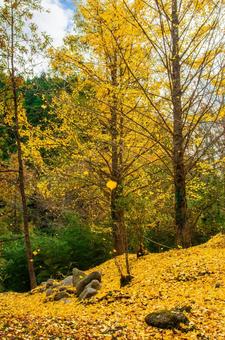 イチョウと落葉 イチョウ,イチョウの葉,秋の景色の写真素材