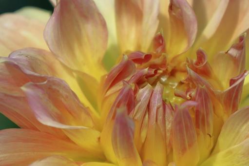 色鮮やかな大輪 色鮮やかな大輪 ダリア,花,キク科の植物の写真素材