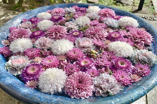 色鮮やかな花手水38 花手水,はなちょうず,手水舎の写真素材