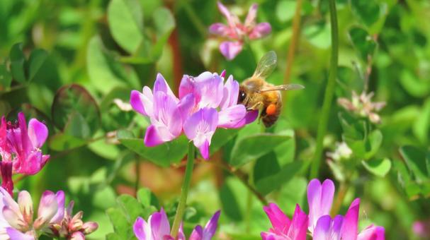 ミツバチ 蜜蜂,養蜂,蜂の写真素材