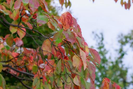 紅葉のグラデーション 紅葉,秋,葉の写真素材