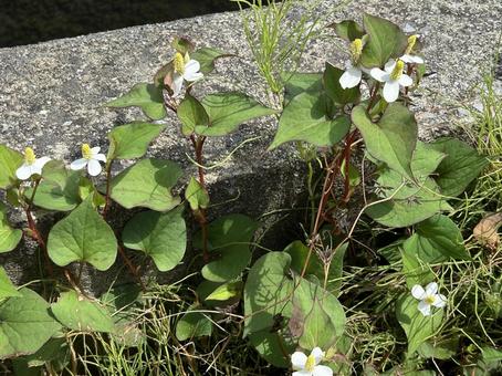 ドクダミの白い花 ドクダミの白い花 ドクダミ,どくだみ,雑草の写真素材