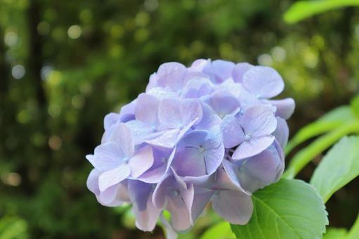 雨粒のついた紫のあじさいの花 雨粒のついた紫のあじさいの花の写真