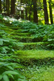 苔の世界の写真