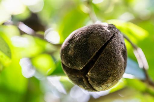 Photo, camellia, real, fruit, 