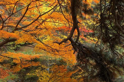 北海道庁前庭池の黄葉３ 黄葉,紅葉,秋模様の写真素材
