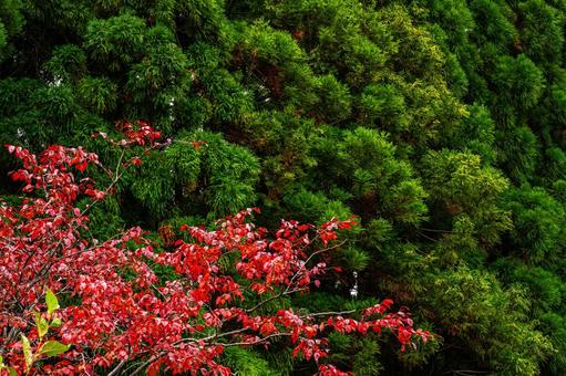 紅と緑のコントラスト 紅葉,赤,緑の写真素材