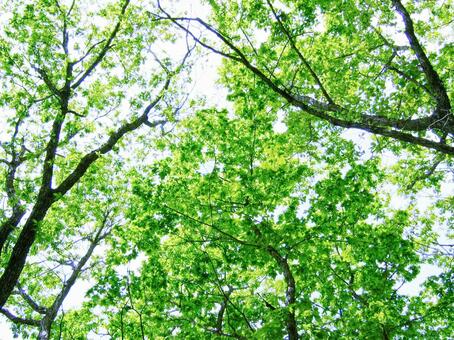 新緑の森 森林浴イメージ 新緑,若葉,葉っぱの写真素材