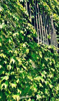 Ivy and fence, JPG