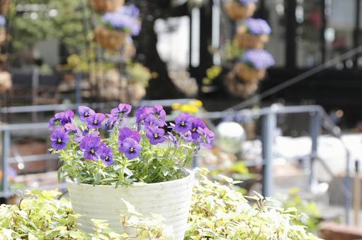 Pansy Viola Purple, JPG Pansy Viola Purple, JPG