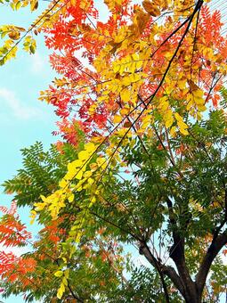 紅葉パレット 紅葉,秋,公園の写真素材