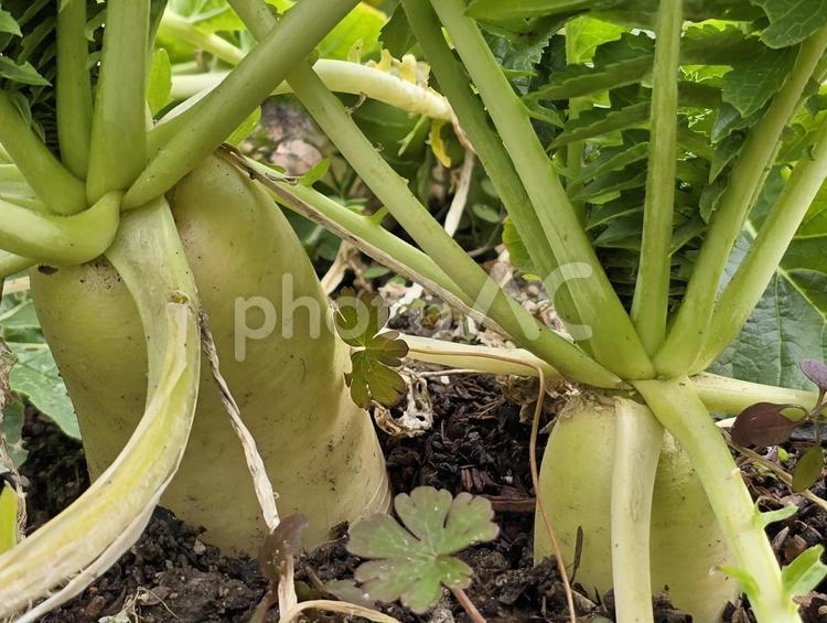 畑の大根 大根,野菜,土の中の大根の写真素材