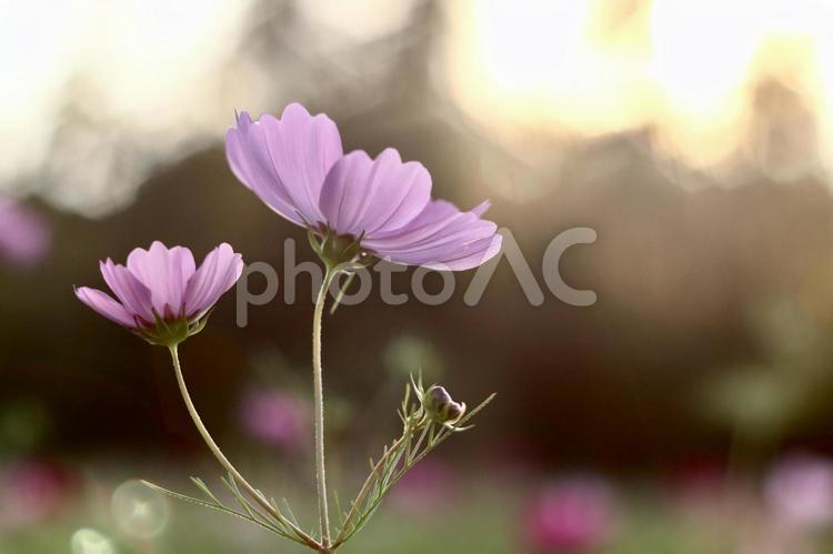 秋の日暮れ 花,自然,夏の写真素材