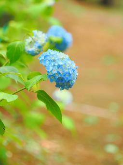 Rainy season fairy hydrangea, JPG