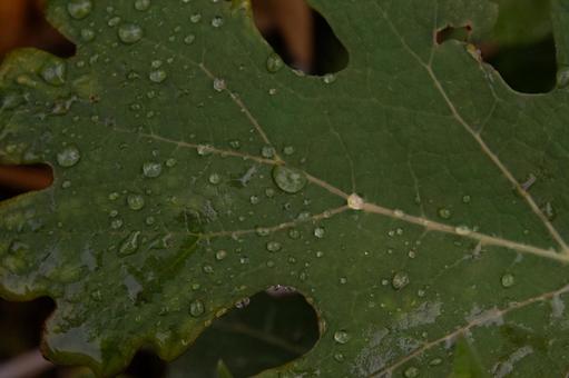 雫 雫 雫,雨,しずくの写真素材