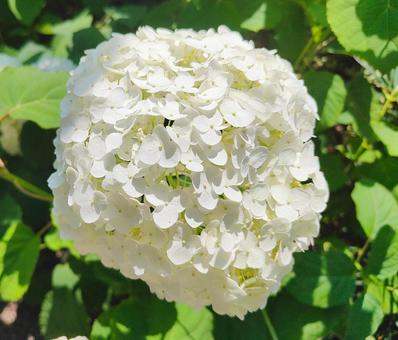白い紫陽花 白い紫陽花の写真